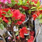 Azalka japonská (Azalea japonica) ´STEWARTSONIANA´ - výška 50-70 cm, kont. C2L - NA KMIENKU
